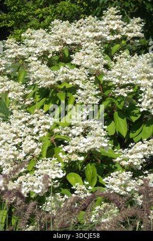 Blühende Hortensie paniculata im Garten Stockfoto