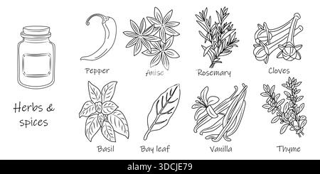 Botanische Zeichnungen von Kräutern und Gewürzen Stock Vektor