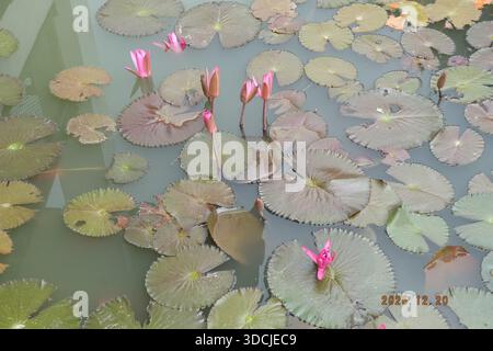 Ruhiger Teich mit rosafarbenen Seerosen und Lilienpads Stockfoto