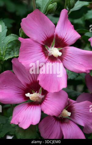 Rosafarbene Hibiscus syriacus „Woodbridge“ Blüten mit dunkelroten Mittelpunkten und weißen Staubblättern Stockfoto