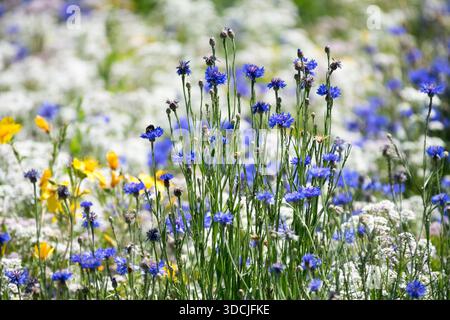 Eine lebendige Sommerwiese mit blauen Kornblumen, Centaurea Cyanus, gelben Mohnblumen und weißem süßen Aalyssum, das in einem bunten Gartenbeet blüht. Stockfoto