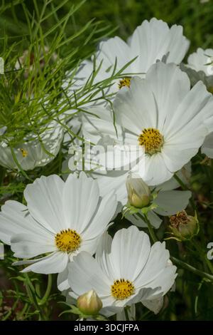 Reinweiße Blüten eines Gartenkosmos, Cosmos bipinnatus „Reinheit“ blüht im August in einem Sommergarten Stockfoto