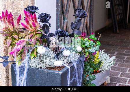 Blumenkomposition für Halloween. Schwarze Rosen und weiße Kürbisse im Netz. Pflanzen in einem Topf auf dem Boden des Hauses. Dekor der Herbsttüren. Herbstdekoration Stockfoto
