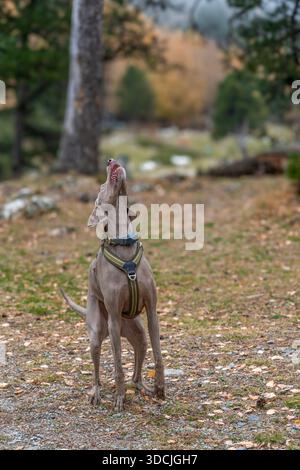 Weimaraner Hund, Der Aufblickt Und Bereit Ist, Im Herbstwald Zu Springen Und Zu Fangen Stockfoto
