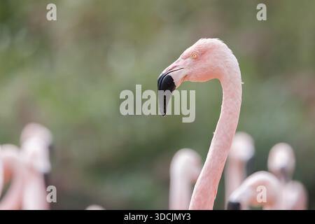 Chilenischer Flamingo [ Phoenicopterus chilensis ] Kopfschuss eines Vogels im Slimbridge Wetland Centre in Gloucestershire, Großbritannien Stockfoto