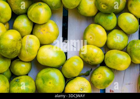 Eine Sammlung frischer, grüner Orangen, die auf einer Holzfläche angeordnet sind. Stockfoto