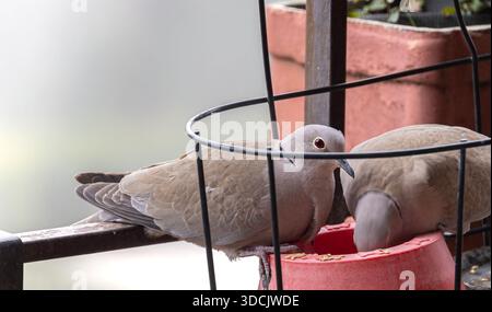 Zwei graue Tauben, die auf einem Balkongeländer sitzen und aus einem roten Plastikbehälter mit Samen in einer städtischen Umgebung speisen Stockfoto