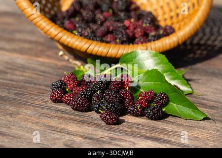 Schwarze Maulbeere und rote Maulbeere in einem Korb, Nahaufnahme. Frische Bio-Beeren. Süße Brombeeren Stockfoto