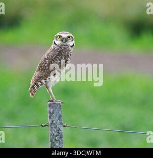 Eulen-Athena cunicularia an einem Zaunpfosten in den Ibera-Feuchtgebieten im Norden Argentiniens Südamerikas Stockfoto