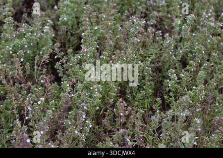 Nahaufnahme des texturierten Hintergrunds der im Garten wachsenden würzigen Kräuterpflanzen (satureja hortensis). Stockfoto