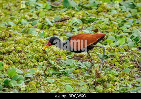 Jacana oder Wattled Jacana (Jacana jacana) spazieren über schwimmende Wasserpflanzen im Ibera Wetlands National Park im Norden Argentiniens Stockfoto