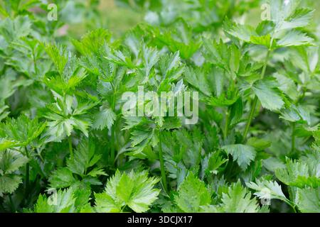 Sellerie oder Apium graveolens, die auf dem Topf im Garten wachsen. Stockfoto