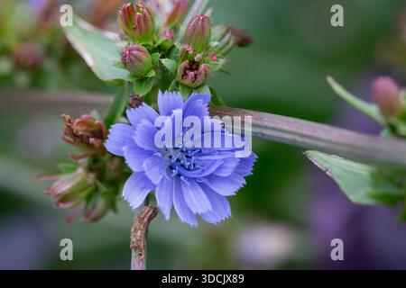 Blaue Zichorienblüten auf grünem Gras Stockfoto
