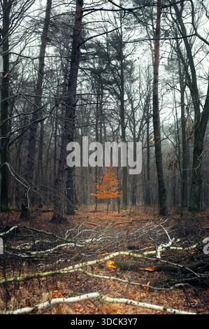 Ein junger Ahornsetzling mit orange-braunem Laub steht auf einer Waldlichtung, umgeben von umgefallenen Ästen und hohen Stämmen. Stockfoto