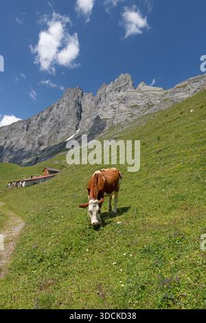 Das Hineres Lauterbrunnental in den Berner alpen und Kuh Stockfoto