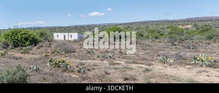 Landschaft mit minimalem Haus auf dem Feld mit stacheligen Birnen blühend, aufgenommen im hellen Licht des späten Frühlings in der Nähe von Bracefield, Karoo, Eastern Cape, South Afri Stockfoto