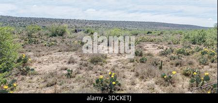 Landschaft mit blühendem Feld mit stacheligen Birnen, aufgenommen im hellen Licht des späten Frühlings in der Nähe von Bracefield, Karoo, Eastern Cape, Südafrika Stockfoto