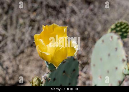 Detail eines Feigenkaktus blühenden Flkowers, aufgenommen im hellen Licht des späten Frühlings in der Nähe von Bracefield, Karoo, Eastern Cape, Südafrika Stockfoto