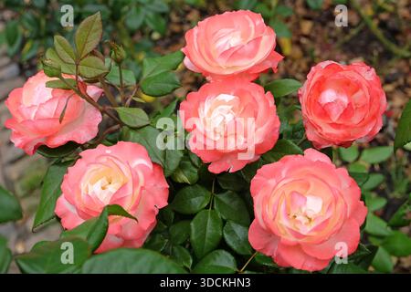Rosa-Creme-Hybrid-Teerose, rosa „Nostalgie“ in Blüte. Stockfoto