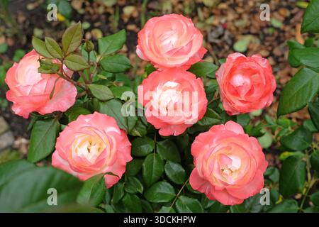 Rosa-Creme-Hybrid-Teerose, rosa „Nostalgie“ in Blüte. Stockfoto