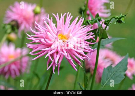Blassrosa Kaktusdahlie „Dark Princess“ in Blüte. Stockfoto