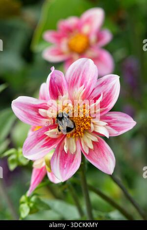 Hummel auf Dahlienblume. Bumblebee (Bombus terrestris) auf Dahlia Edith Jones Stockfoto