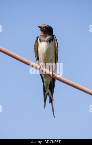 Eine Rauchschwalbe (Hirundo rustica) ruht auf einem Draht vor einem klaren blauen Himmel. Stockfoto