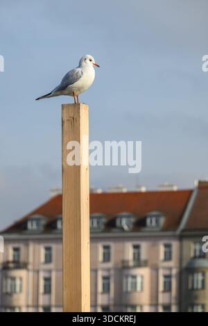 Möwe auf einem Holzpfosten mit Gebäuden im Hintergrund. Stockfoto