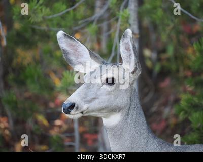 Ein seitliches Porträt eines Maulhirsches, der in einem Kiefernwald steht und ihre großen Ohren und ihr graues Fell zeigt. Stockfoto