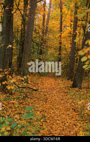 Ruhiger Parkweg umgeben von hellen Herbstfarben und hohen Kiefern. Wunderschöne Herbstlandschaft mit einem gewundenen Pfad durch farbenfrohe Wälder. Stockfoto