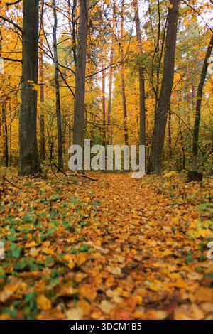 Ruhige Landstraße durch Herbstwälder in warmen saisonalen Farben. Wunderschöne Herbstlandschaft mit einem gewundenen Pfad durch farbenfrohe Wälder. Stockfoto