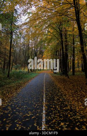 Ruhiger Parkweg umgeben von hellen Herbstfarben und hohen Kiefern. Wunderschöner Herbstwaldpfad umgeben von hohen Bäumen mit goldenen Blättern Stockfoto