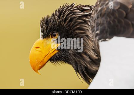 Ein Steller's Seeadler (Haliaeetus pelagicus) wird in einem engen Porträt erfasst, dessen kräftiger gelber Schnabel und dunkles, strukturiertes Gefieder mit scharfen Agave-Details versehen sind Stockfoto