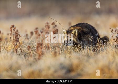 Ein Marderhund Nyctereutes procyonoides kriecht tief durch eine eisige Wiese, sein dunkles Fell und helle Ohren tauchen aus den goldenen Gräsern in der weichen m hervor Stockfoto