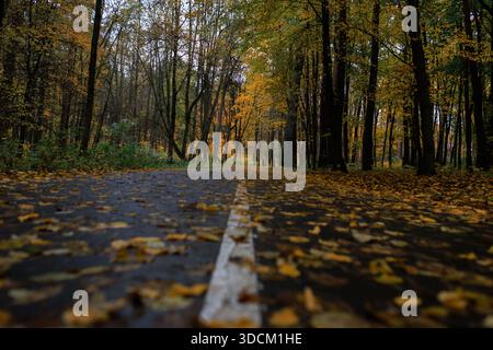 Malerische Herbstszene mit einer Straße, die durch lebhafte Herbstbäume führt. Wunderschöner Herbstwaldpfad umgeben von hohen Bäumen mit goldenen Blättern, cre Stockfoto
