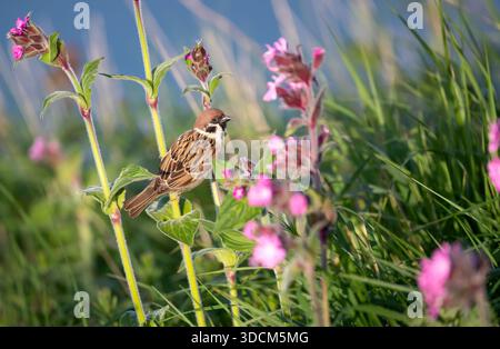 Ein kleiner eurasischer Baumpatzen (Passer montanus) sitzt auf dem Stamm einer rosa campion-Blume, umgeben von hohem Gras in einer natürlichen Wil Stockfoto