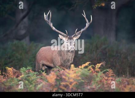 Ein wilder männlicher Rothirsch (Cervus elaphus), der im Herbst zwischen grünen und braunen Farnen auf einem natürlichen Waldgrund steht. Stockfoto