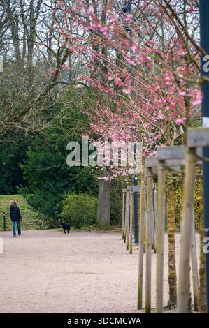 Frau, die einen schwarzen Hund entlang eines Schotterparkwegs führt, der von blühenden rosafarbenen Bäumen eingerahmt wird Stockfoto