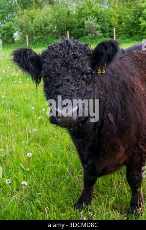 Porträt der jungen Schwarzen Galloway-Kuh auf grüner Weide Stockfoto