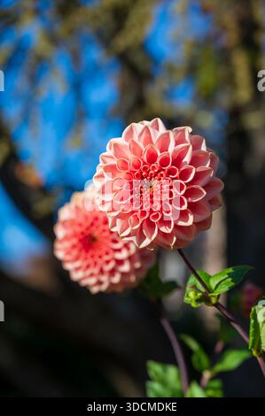 Rosafarbene Dahlienblume blüht im Sonnenlicht vor verschwommenem blauem Himmel Stockfoto