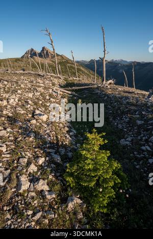 Subalpine Tanne, die nach einem Brand auf einem Kamm an der Grenze der Great Bear und Bob Marshall Wilderness Areas in Montana, USA, wächst. Stockfoto