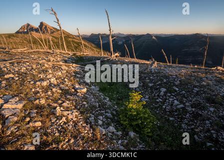 Subalpine Tanne, die nach einem Brand auf einem Kamm an der Grenze der Great Bear und Bob Marshall Wilderness Areas in Montana, USA, wächst. Stockfoto