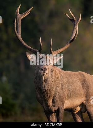 Rothirsch-Hirsch (Cervus elaphus) mit großen Geweihen, Porträt in Blickrichtung zur Kamera in warmem Schwachlicht während der Herbstbrunft, dunkelgrüner unscharfer Waldhintergrund Stockfoto