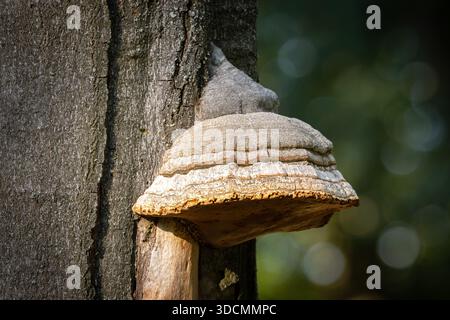 Fomes fomentarius ist eine Pilzart, die in Europa, Asien, Afrika und Nordamerika vorkommt. Die Art produziert sehr große polypore Früchte Stockfoto