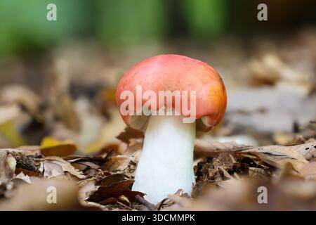 Russula emetica, auch bekannt als die Krankheit, emetische Russula, Erbrechen Russula, ist ein Basidiomyzetenpilz und die Gattung Russ Stockfoto