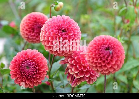 Rostiger orangefarbener und roter Zierball Dahlia „Copper Boy“ in Blüte. Stockfoto
