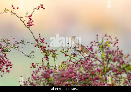 Feldvogel, wissenschaftlicher Name: Turdus pilaris zwischen roten Weißdornbeeren im Spätherbst. Yorkshire Dales, Großbritannien. Nach links. Sauberes Hintergru Stockfoto