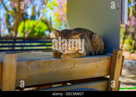 Eine Katze, die sich entspannt auf einem Holzwagen im Park schlaft, hat ihren Körper bequem ausgestreckt. Das Katzenfell ist eine Mischung aus Braun und Schwarz mit weißen Flecken, c Stockfoto