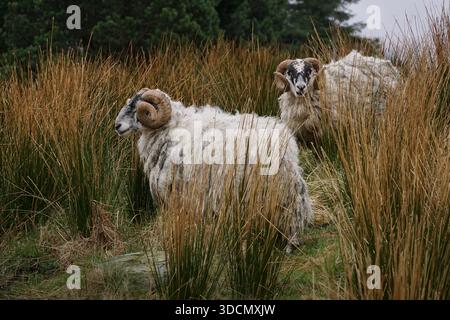 Zwei schottische Schwarzgesichtsschafe stehen in hohem Gras in einer ländlichen Landschaft, die traditionelle Viehzucht, harte Hochlandrassen und Land repräsentieren Stockfoto