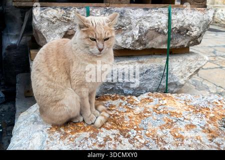Eine streunende Ingwerkatze, die auf einem großen weißen Steinblock auf einer Baustelle in der Stadt sitzt. Stockfoto